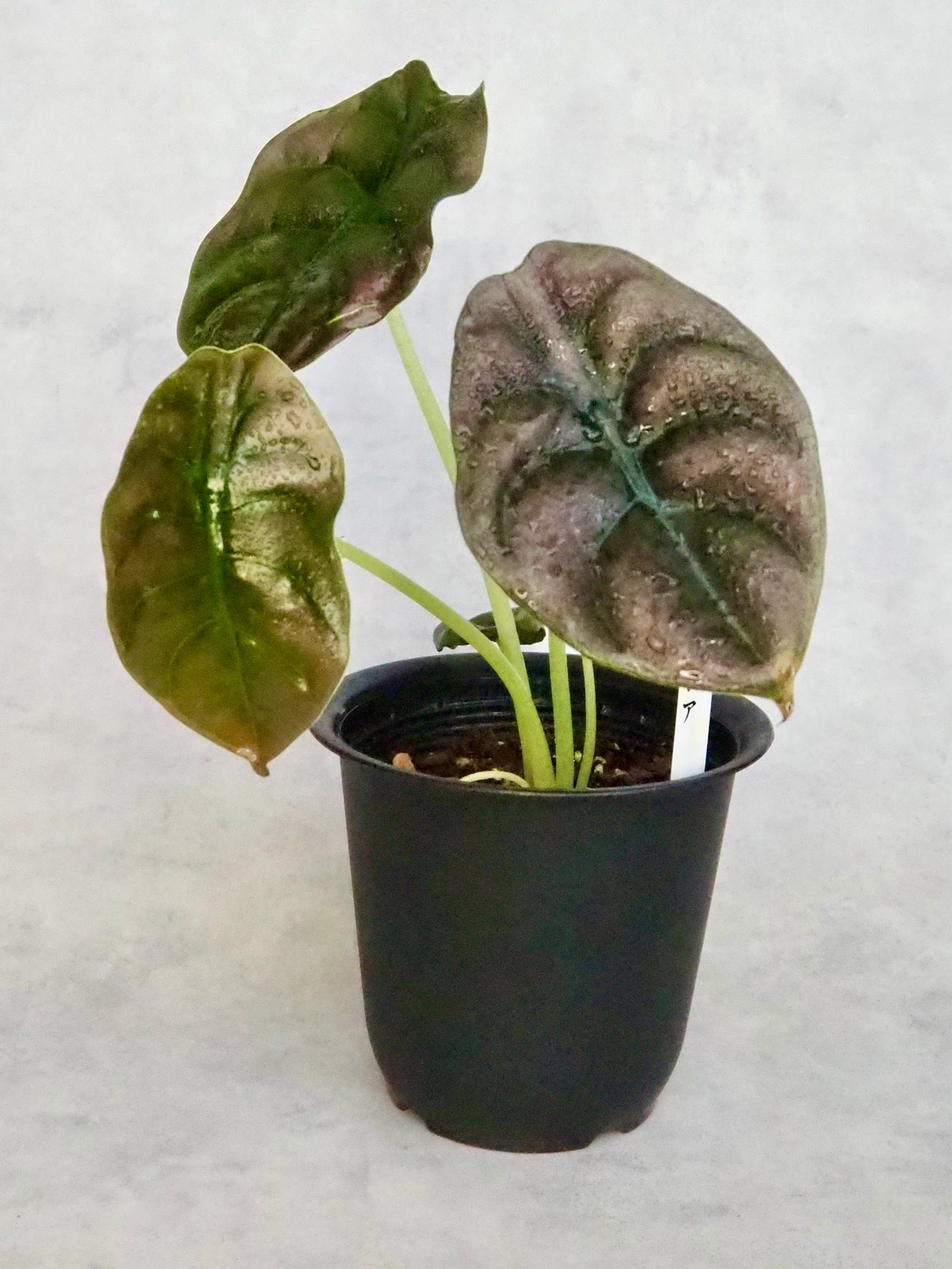 アロカシアクプレアの小芋　ネコポス アロカシアクプレアの小芋 ネコポス fit=scale-down,w=1200