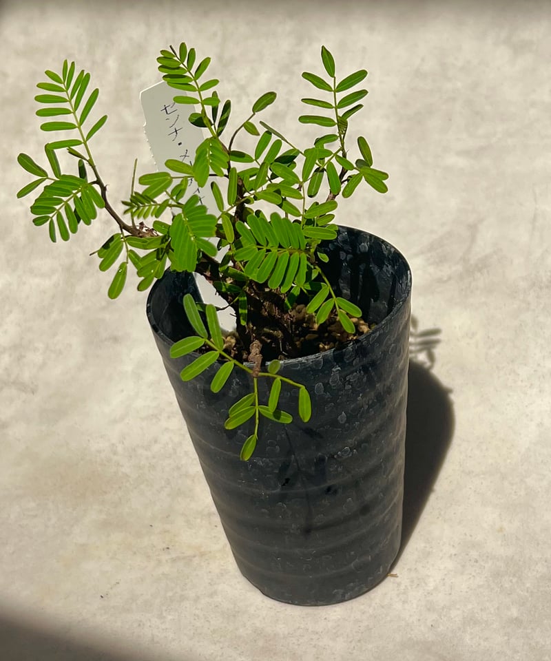 センナメリディオナリス 実生株 3号 | BB Plants Store