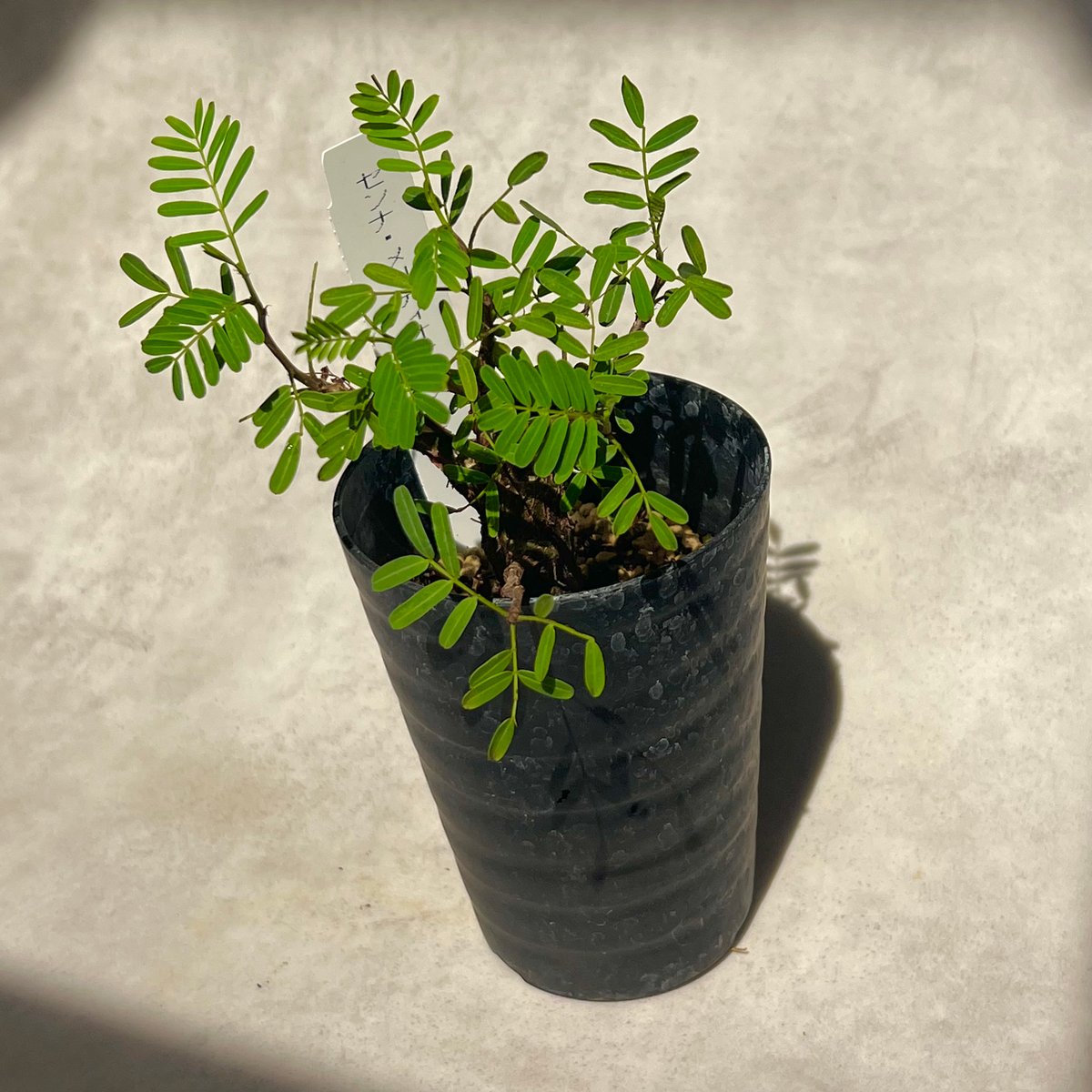 センナメリディオナリス 実生株 3号 | BB Plants Store