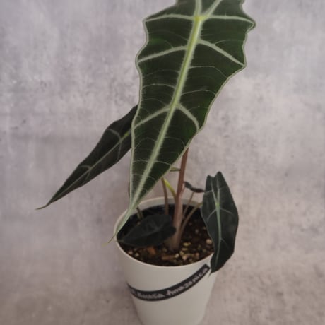 アロカシアアマゾニカ | STORES