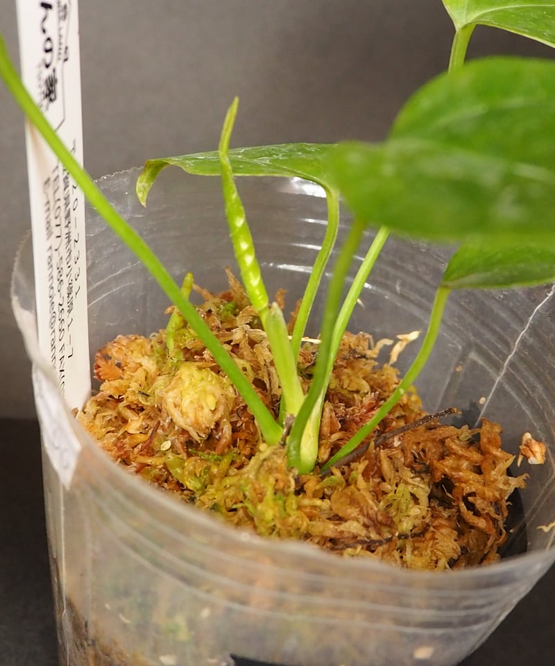 アンスリウムベイチー①(7/4撮影)現物販売 | BB Plants Store
