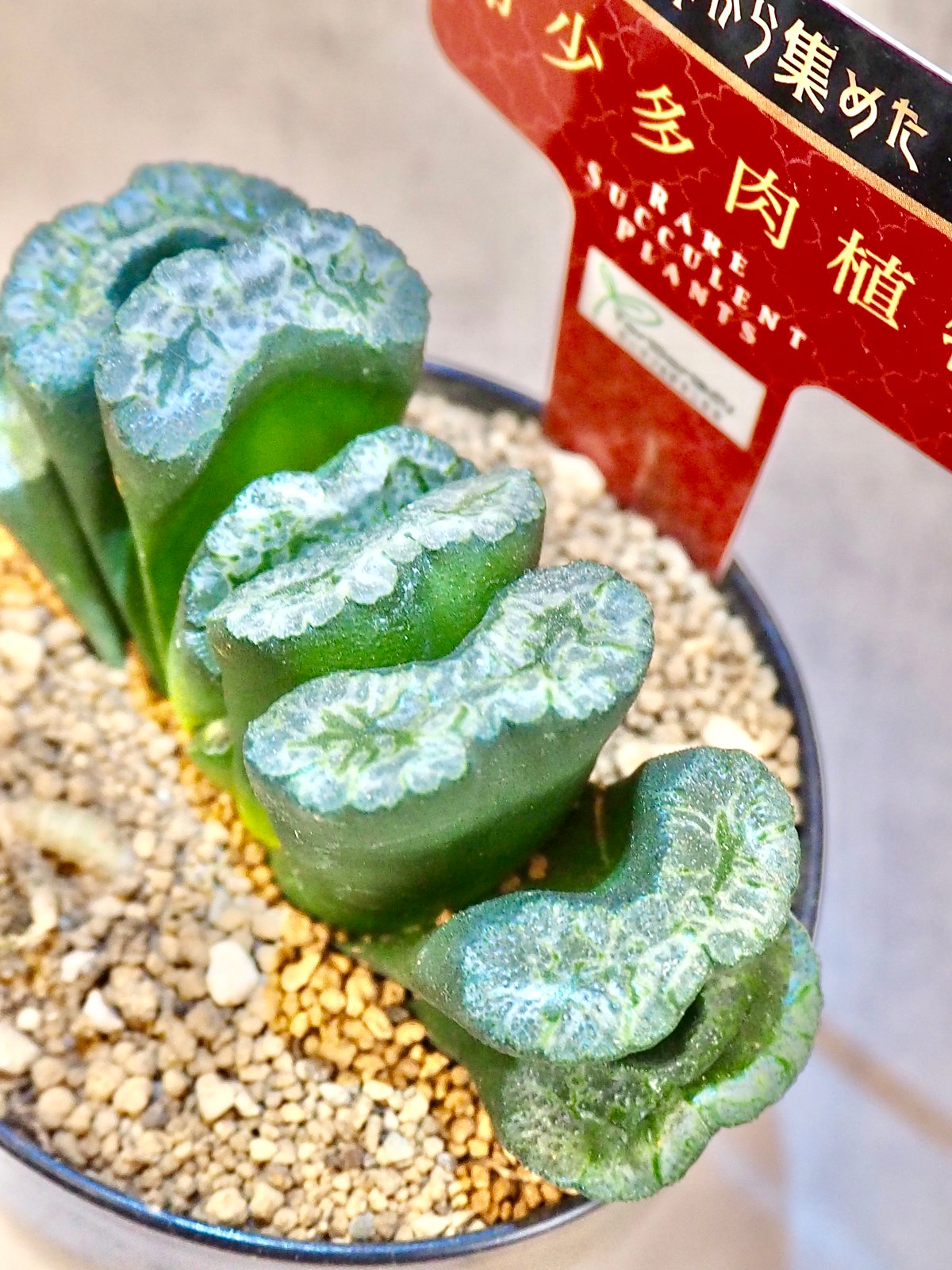 ハオルチア玉扇“敦煌”(6/28撮影)現物 | BB Plants Store