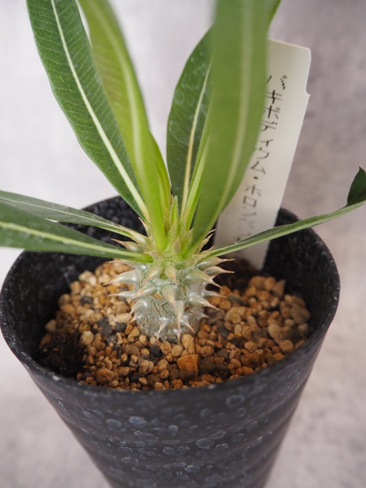 ホロンベンセ×グラキリス ハイブリッド 実生 選抜株 5本枝