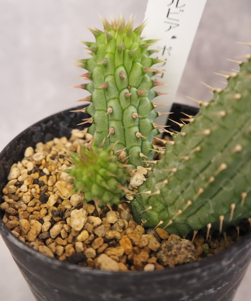 ユーフォルビア ポリゴナ(5/29撮影)現物 | BB Plants Store