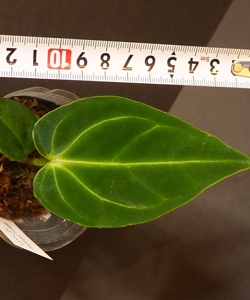 アンスリウムレガレ②(7/4撮影)現物販売 | BB Plants Store