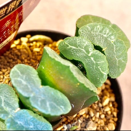 大型玉扇  美品 楽天市場】多肉植物：ハオルチア 玉扇錦 糊斑*幅5.5cm 現品！一品