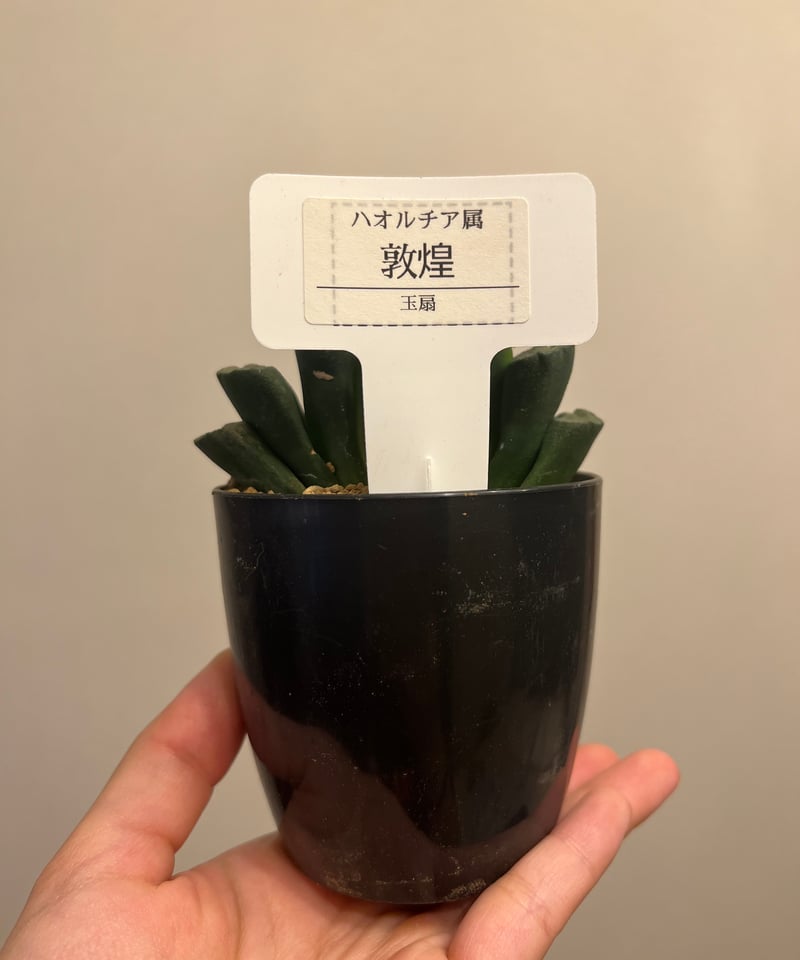ハオルチア玉扇“敦煌”(6/28撮影)現物 | BB Plants Store ハオルチア玉扇“敦煌”(6/28撮影)現物 | BB Plants Store