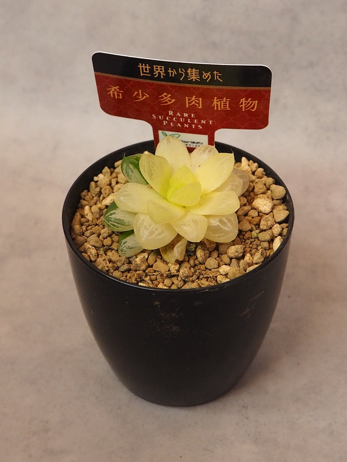 ハオルチア オブツーサ錦 極上斑(6/29撮影) | BB Plants Store ハオルチア オブツーサ錦 極上斑(6/29撮影) | BB Plants Store