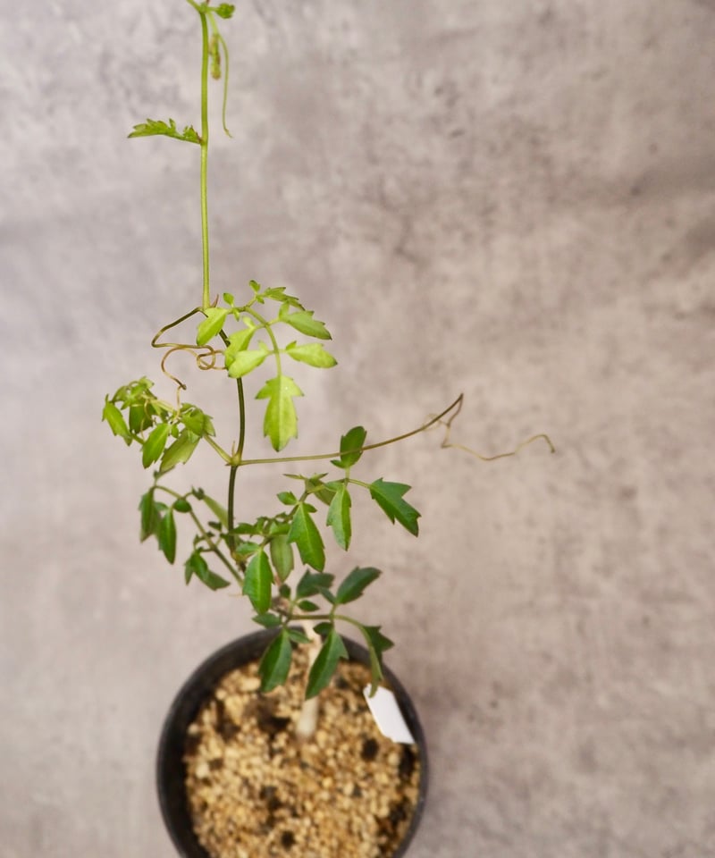 キフォステンマエレファントプス(5/29撮影) 3号 現物 | BB