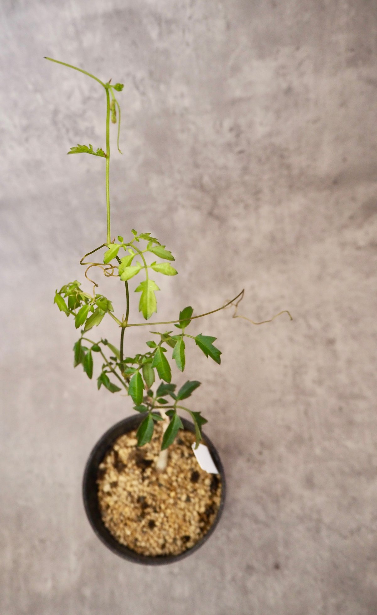 キフォステンマ　エレファントプス isla del pescado-多肉植物-塊根植物-Cyphostemma elephantopus