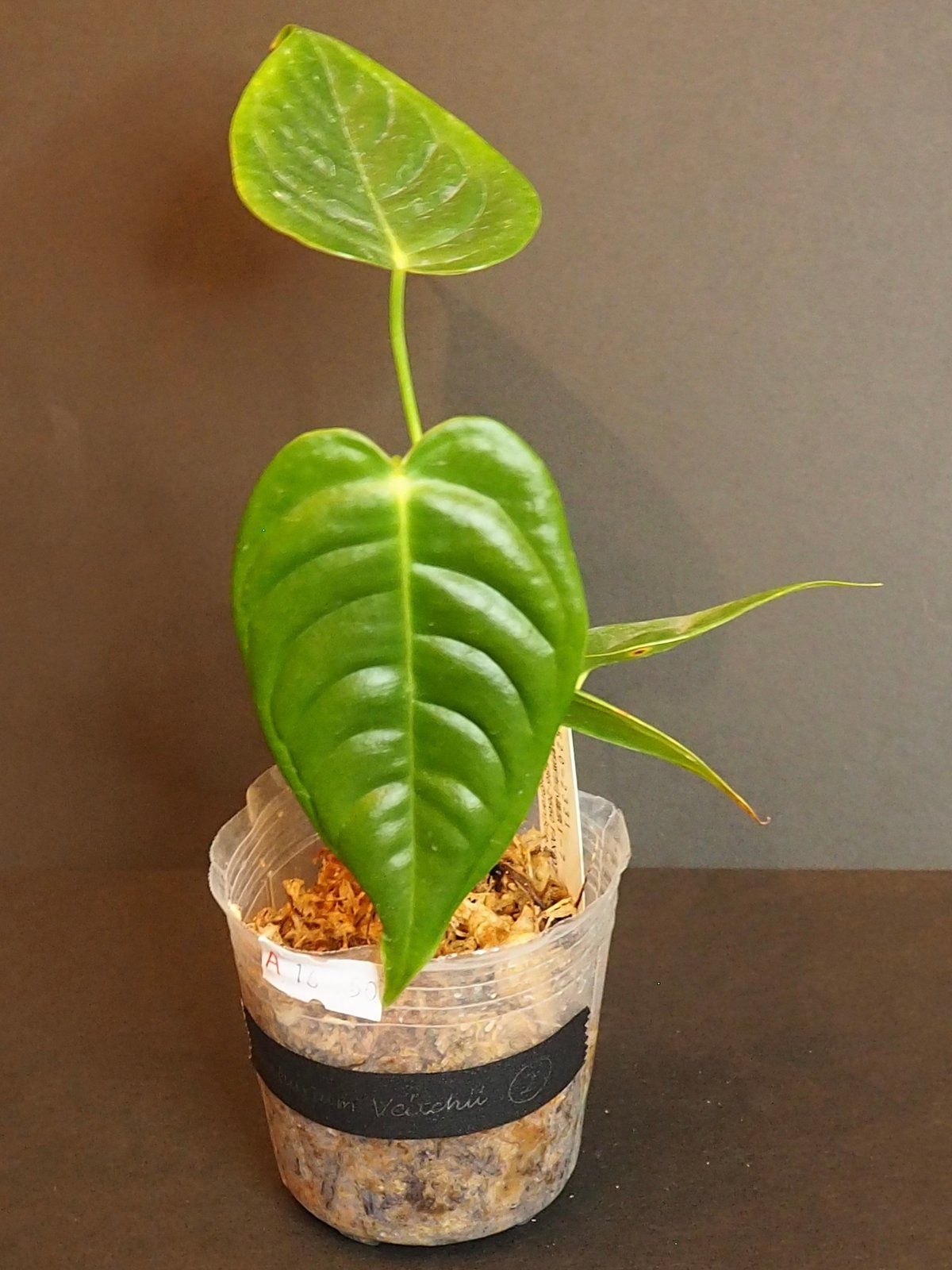 アンスリウムベイチー②(7/4撮影)現物販売 | BB Plants Store アンスリウムベイチー②(7/4撮影)現物販売 | BB Plants Store