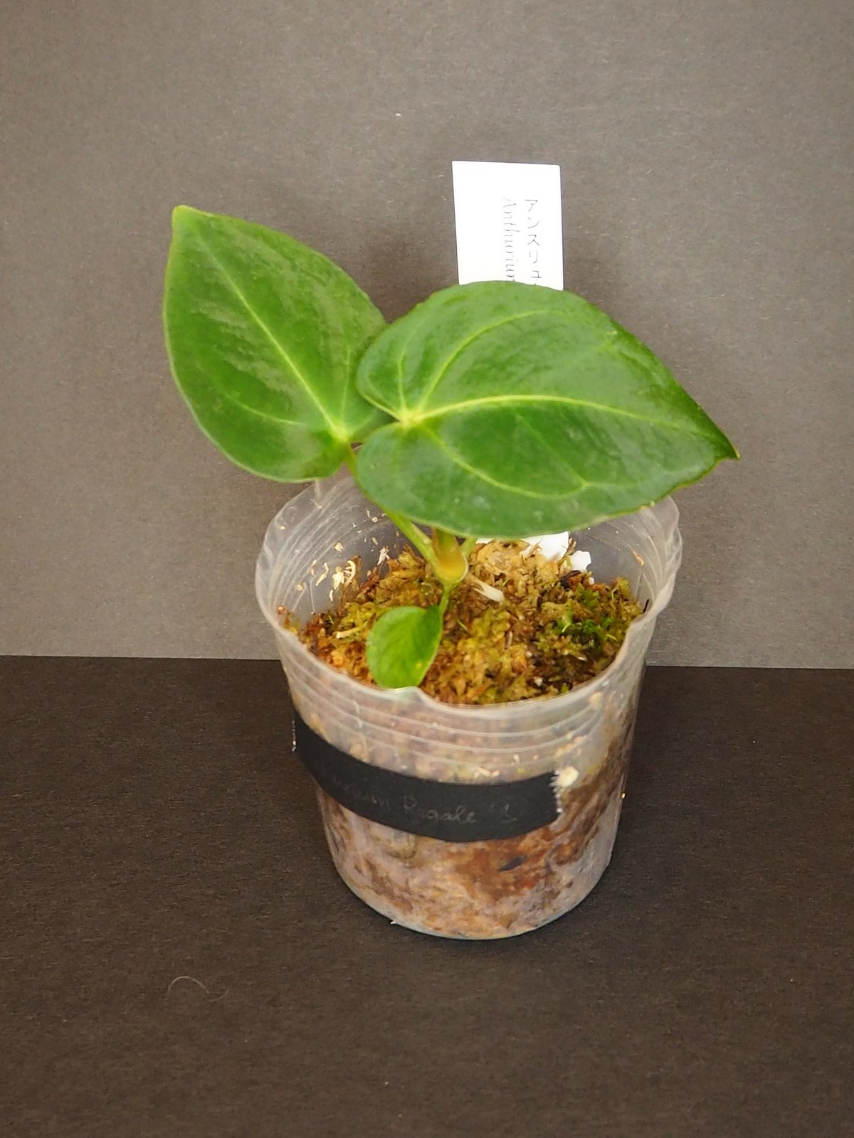 アンスリウムレガレ①(7/4撮影)現物販売 | BB Plants Store