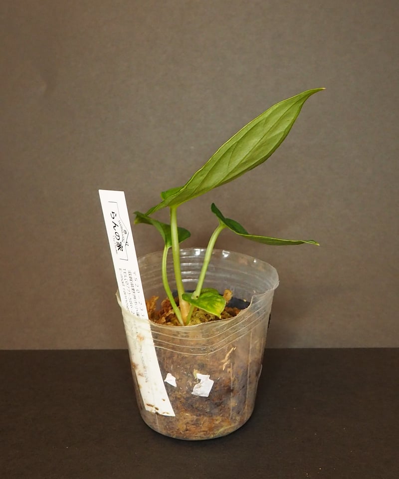 アンスリウムレガレ②(7/4撮影)現物販売 | BB Plants Store