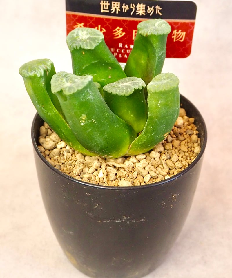 ハオルチア万象“三色”(6/28撮影)現物 | BB Plants Store