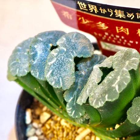 ハオルチア玉扇 | STORES