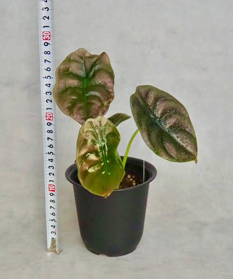 アロカシアクプレア (6/18撮影) | BB Plants Store アロカシアクプレア (6/18撮影) | BB Plants Store