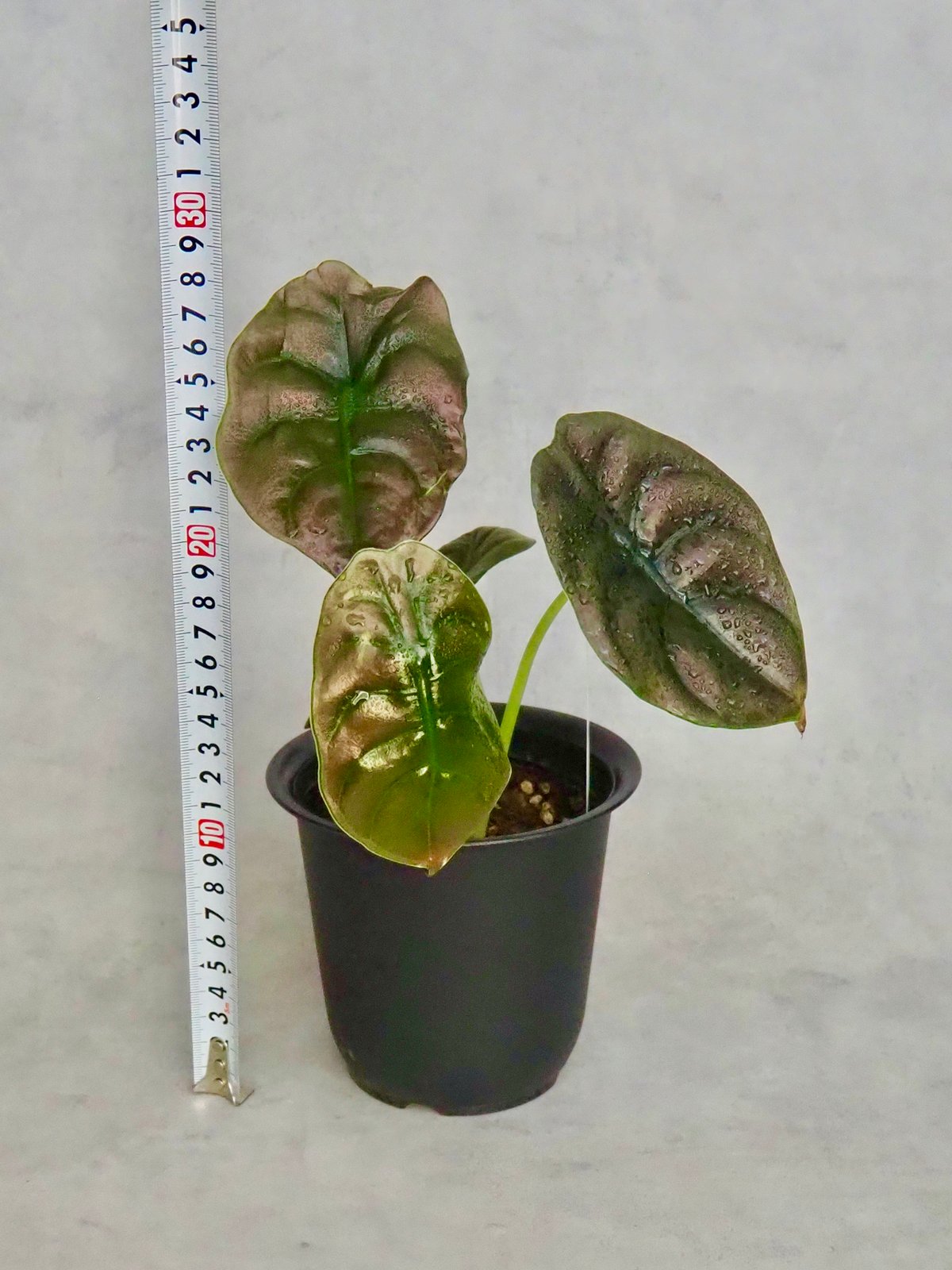 アロカシアクプレア (6/18撮影) | BB Plants Store アロカシアクプレア (6/18撮影) | BB Plants Store