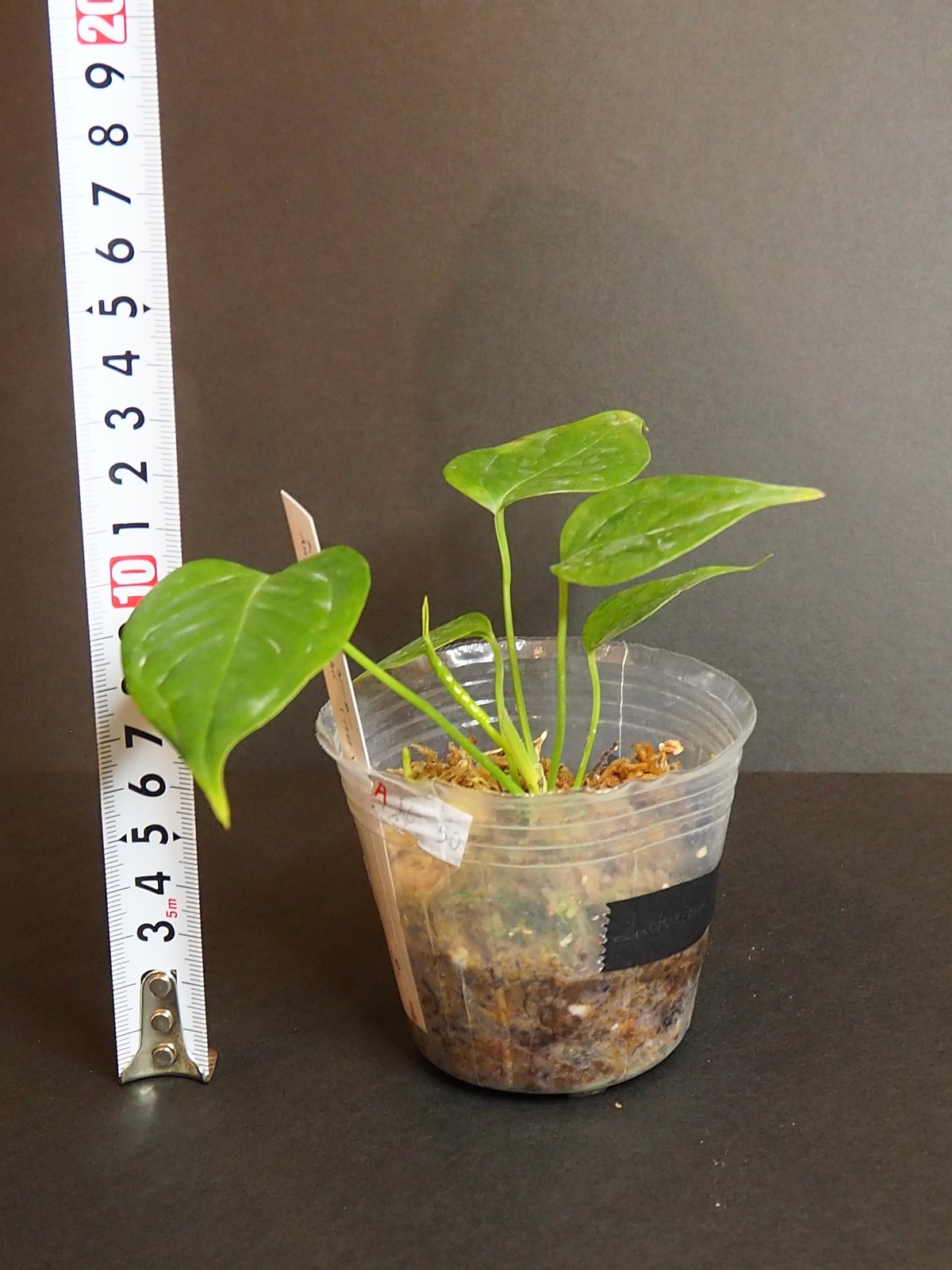 アンスリウムベイチー①(7/4撮影)現物販売 | BB Plants Store アンスリウムベイチー①(7/4撮影)現物販売 | BB Plants Store