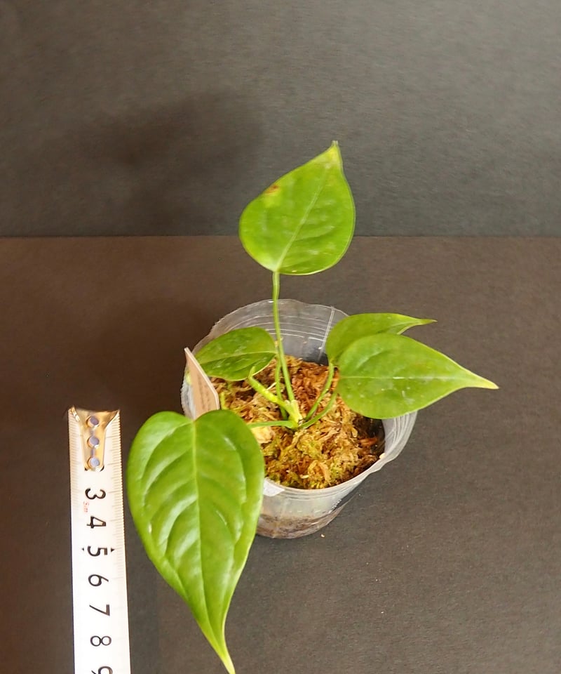アンスリウムベイチー①(7/4撮影)現物販売 | BB Plants Store アンスリウムベイチー①(7/4撮影)現物販売 | BB Plants Store