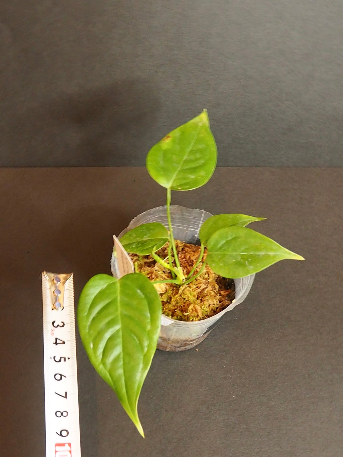 アンスリウムベイチー①(7/4撮影)現物販売 | BB Plants Store