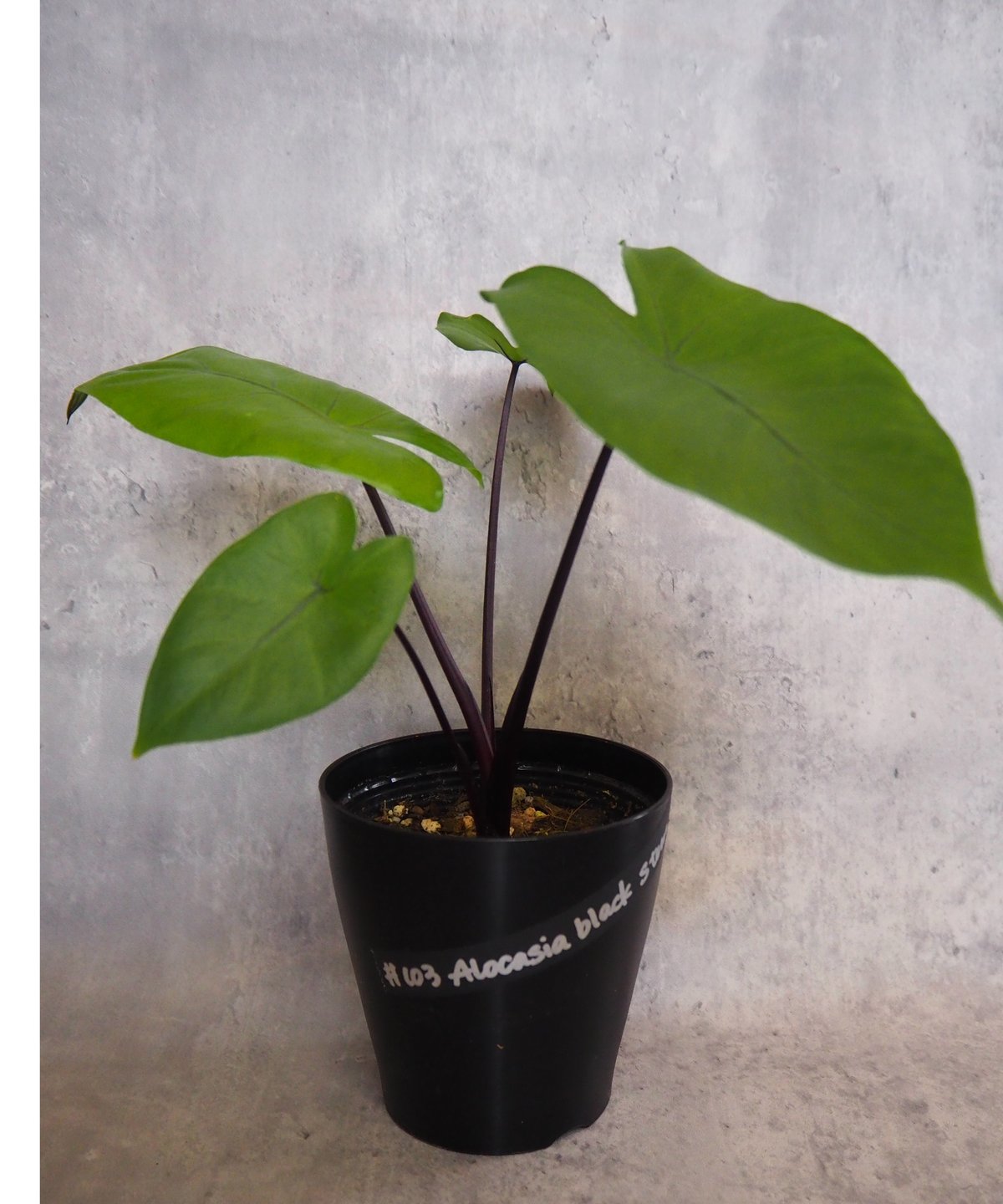 アロカシア ブラックステム(5/29撮影) | BB Plants Store アロカシア ブラックステム(5/29撮影) | BB Plants Store