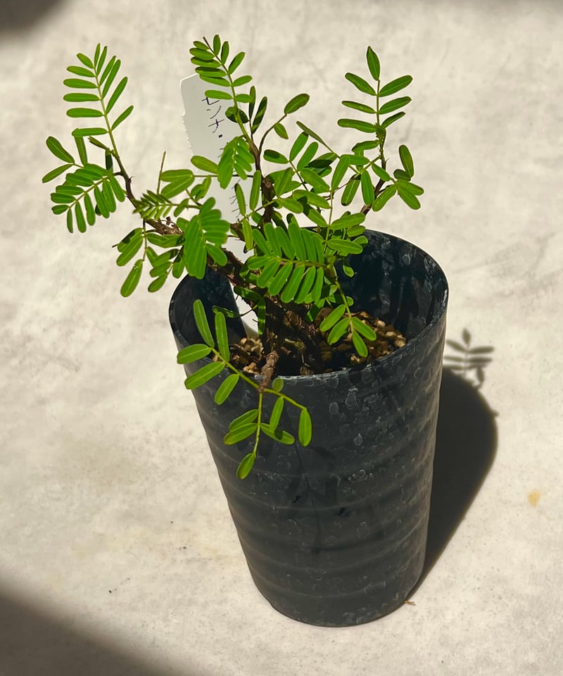 センナメリディオナリス 実生株 3号 | BB Plants Store