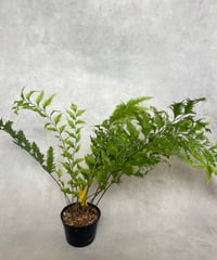 ドリナリアリギデュラホワイティ 7/11撮影 | BB Plants Store