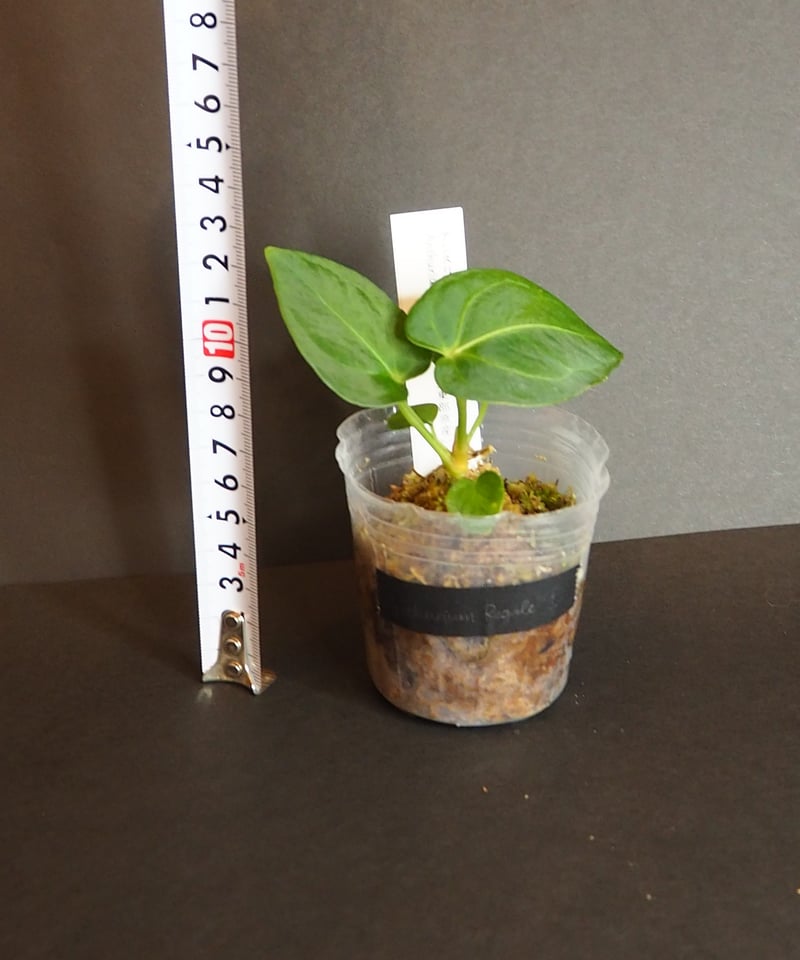 アンスリウムレガレ①(7/4撮影)現物販売 | BB Plants Store
