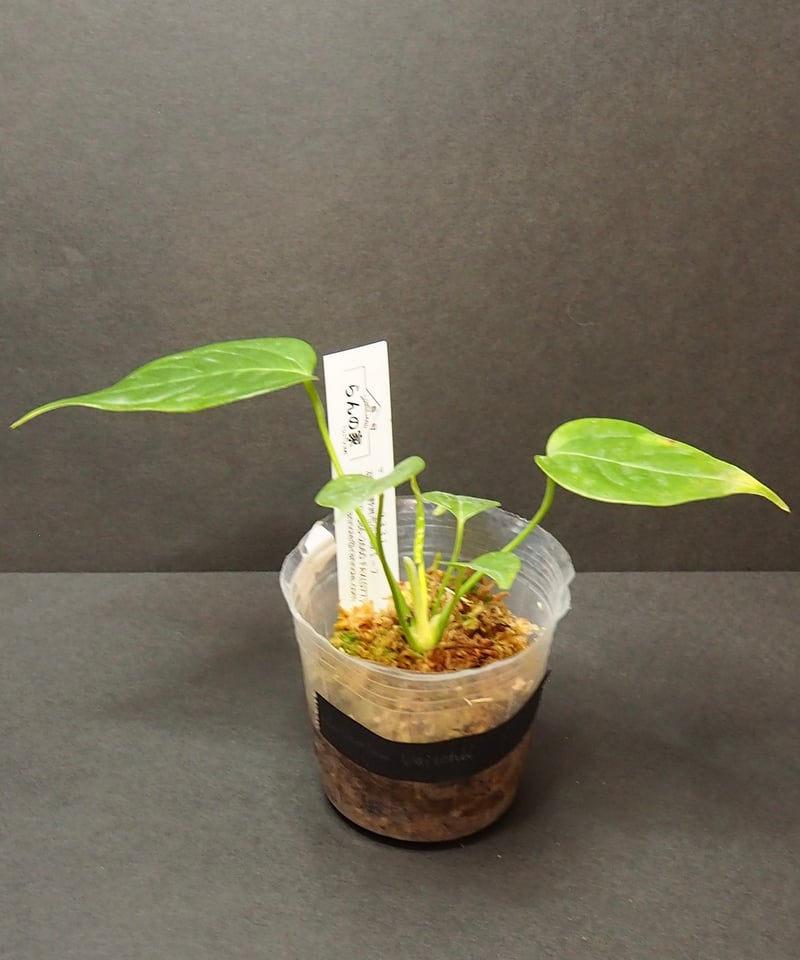 アンスリウムベイチー①(7/4撮影)現物販売 | BB Plants Store