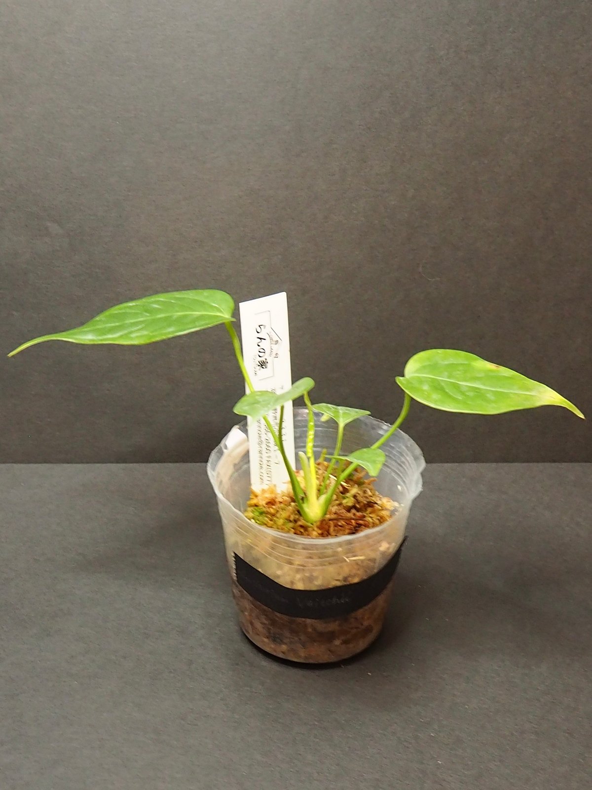 【大きめ選抜株】アンスリウムベイチー アンスリウムベイチー②(7/4撮影)現物販売 | BB Plants Store