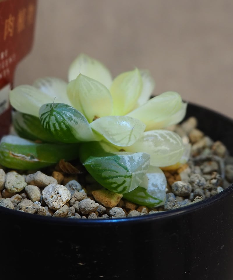 ハオルチア オブツーサ錦 極上斑(6/29撮影) | BB Plants Store ハオルチア オブツーサ錦 極上斑(6/29撮影) | BB Plants Store