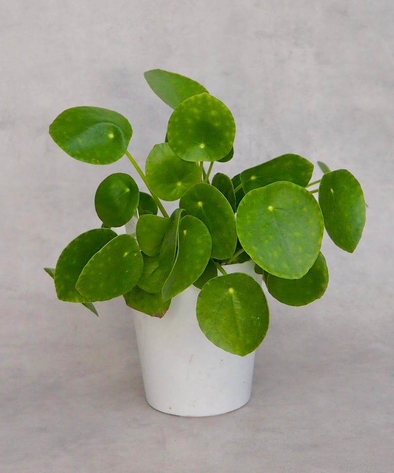 ピレア ペペロミオイデス/パンケーキプランツ | BB Plants Store