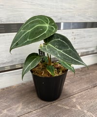 アンスリウムハイブリッド クリスタリナム | BB Plants Store