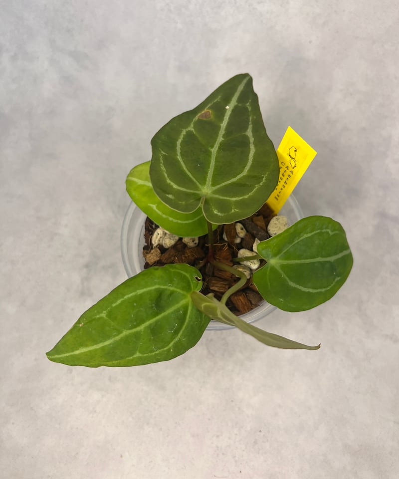 アンスリウムハイブリッド クリスタリナム | BB Plants Store