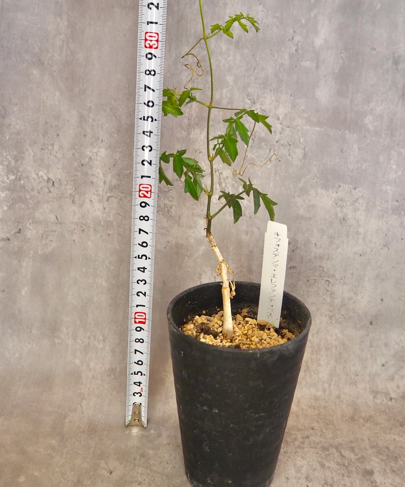 キフォステンマエレファントプス(5/29撮影) 3号 現物 | BB