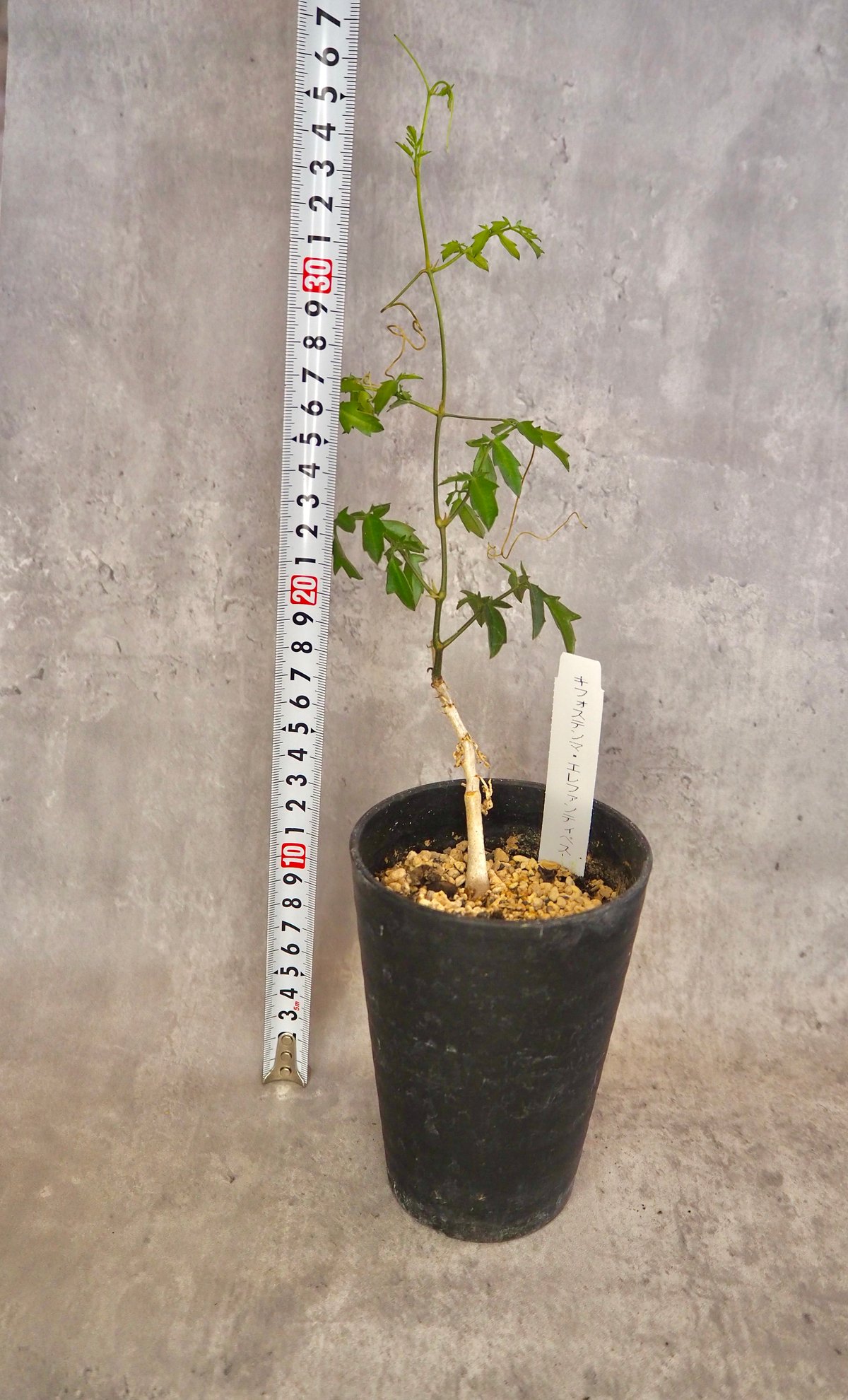 キフォステンマエレファントプス(5/29撮影) 3号 現物 | BB Plants Store