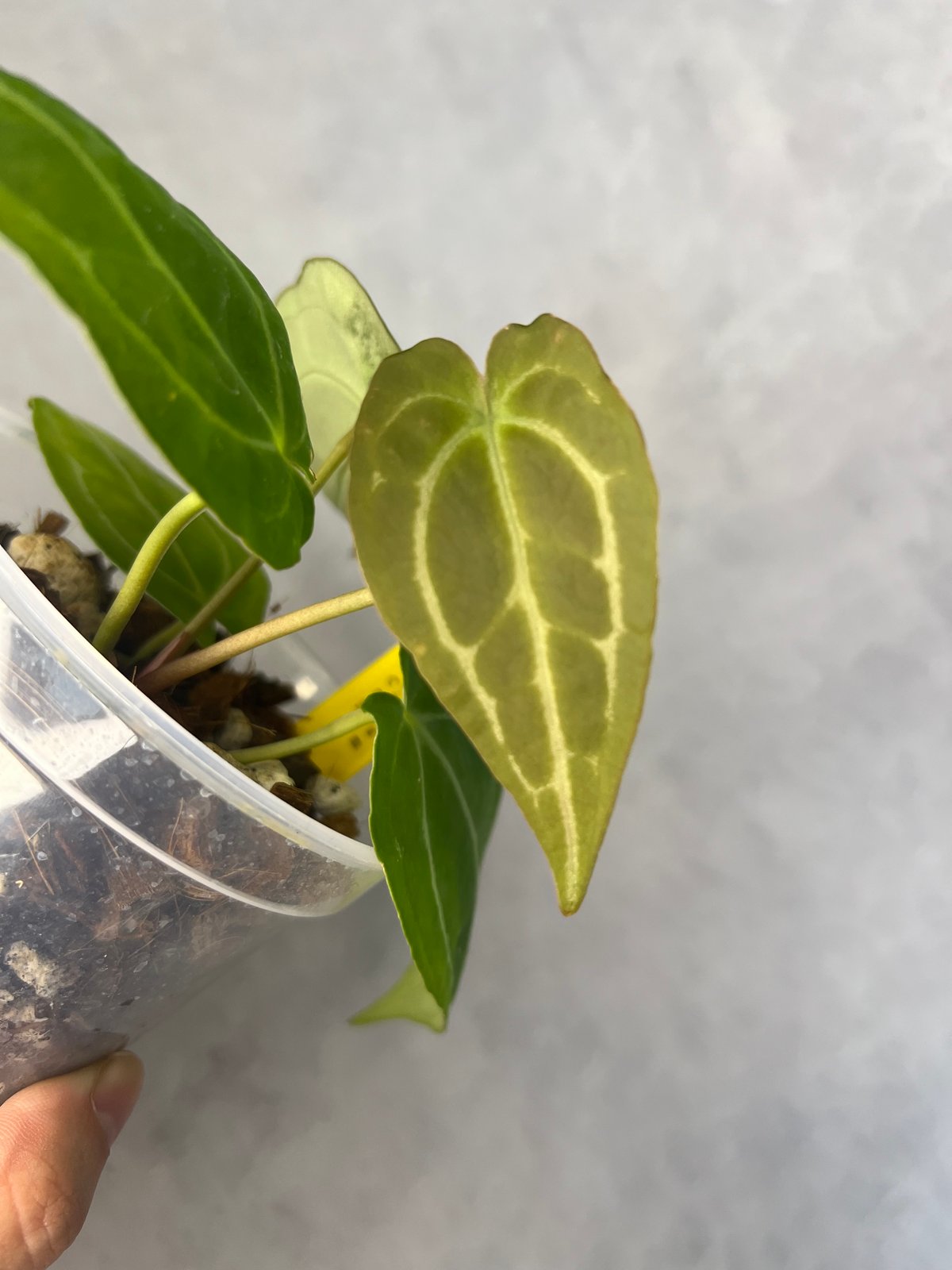アンスリウムハイブリッド クリスタリナム | BB Plants Store アンスリウムハイブリッド クリスタリナム | BB Plants Store