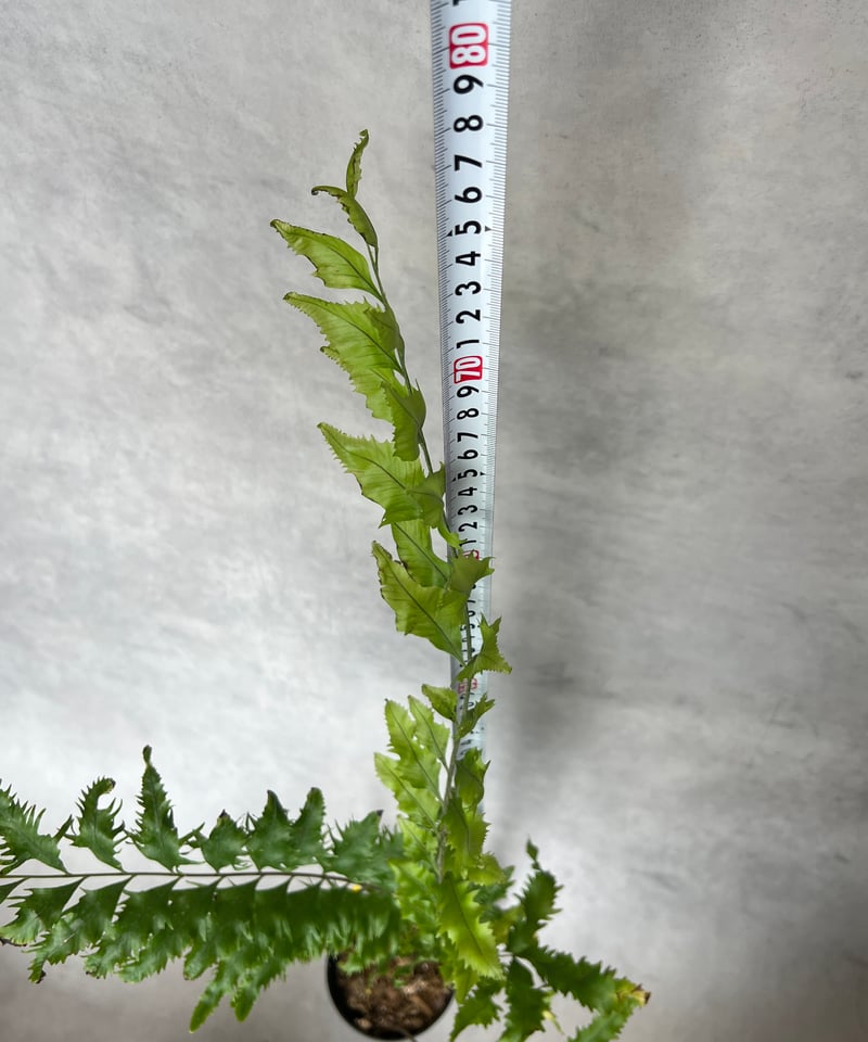 ドリナリアリギデュラ'ホワイティ'&アグラオモルファコロナンス'ジム' ドリナリアリギデュラ'ホワイティ'&アグラオモルファコロナンス