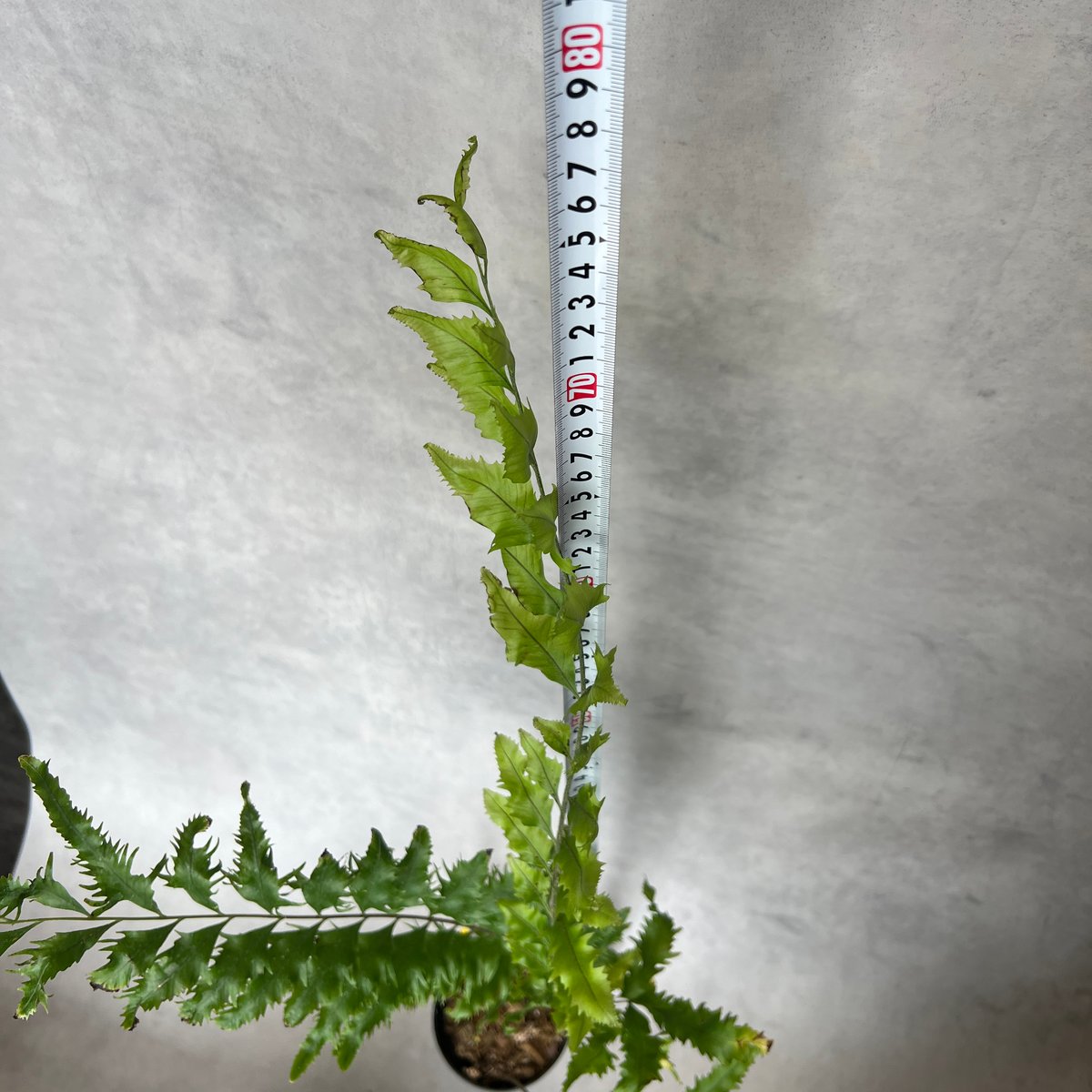 ドリナリアリギデュラホワイティ 7/11撮影 | BB Plants Store