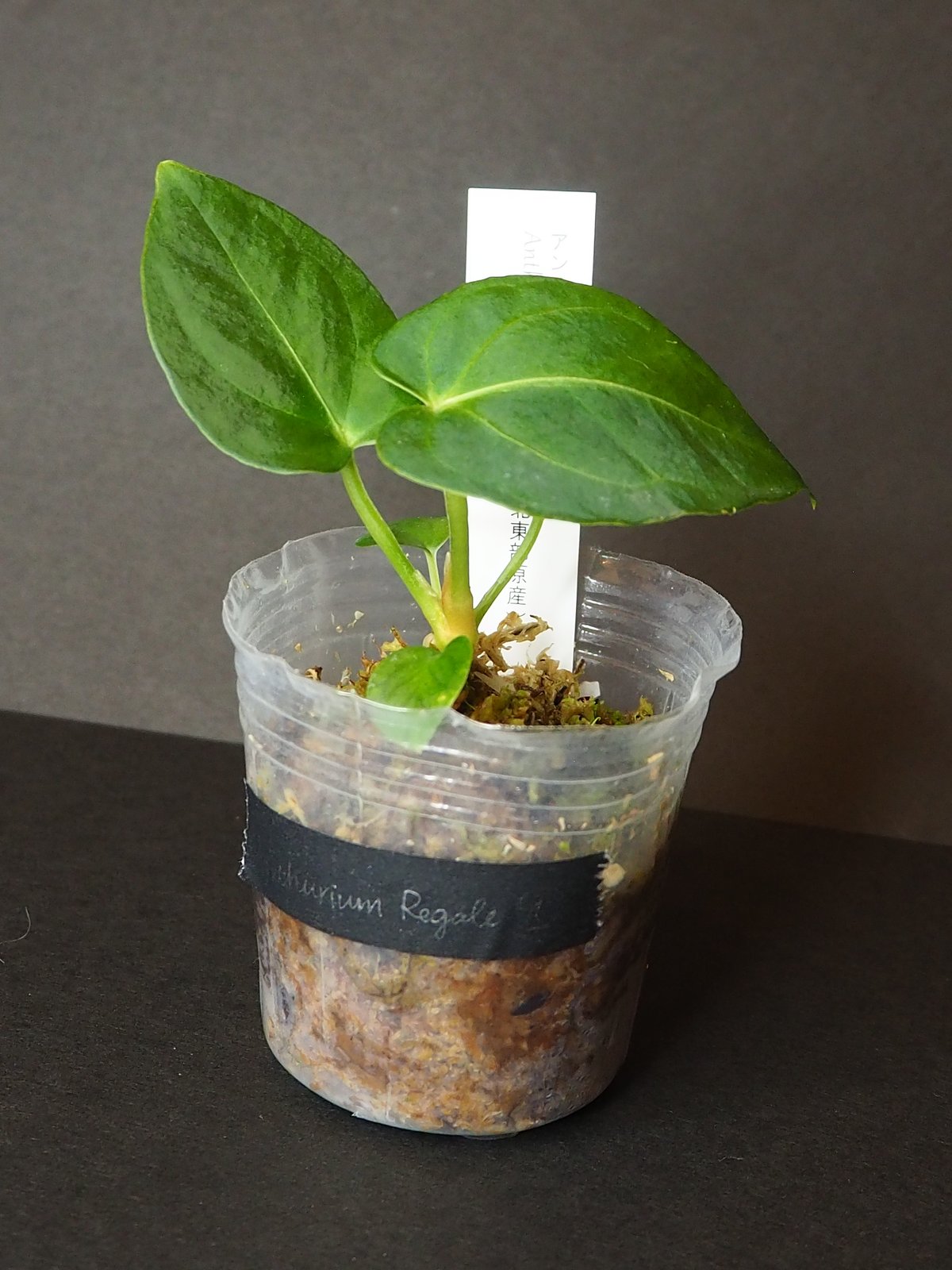 アンスリウムレガレ①(7/4撮影)現物販売 | BB Plants Store