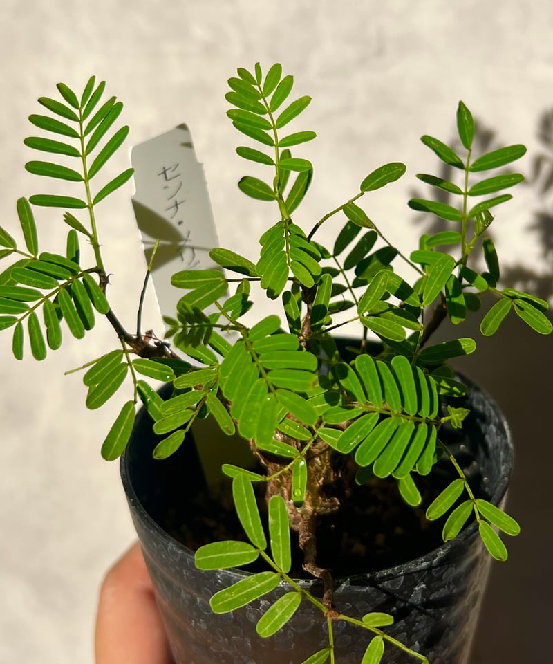 センナメリディオナリス 実生株 3号 | BB Plants Store