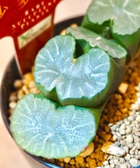 ハオルチア オブツーサ錦 極上斑(6/29撮影) | BB Plants Store 