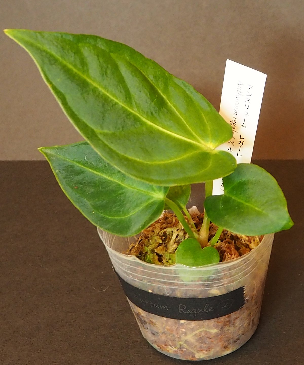 アンスリウム レガレ Anthurium regare 【公式通販】