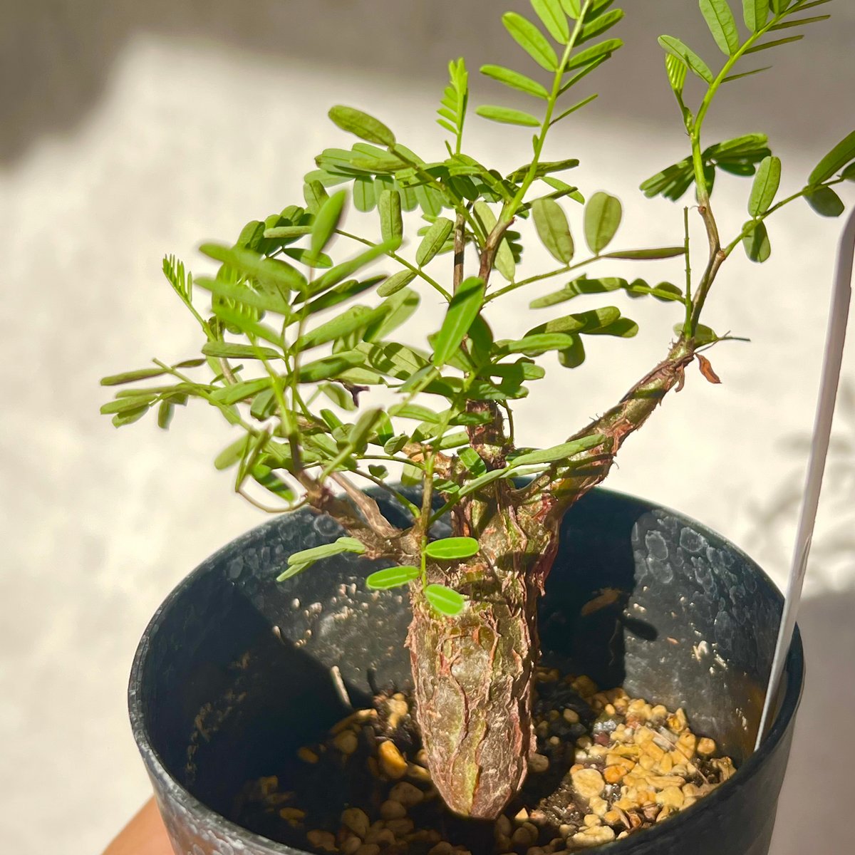 センナメリディオナリス 実生株 3号 | BB Plants Store