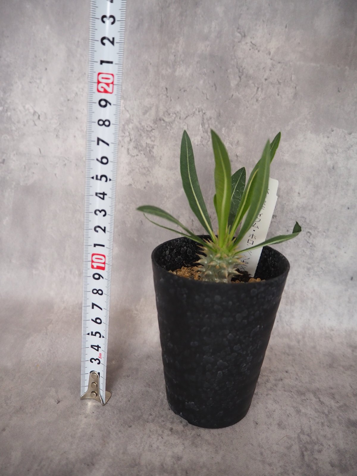 パキポディウム ホロンベンセ×グラキリス(5/29撮影)現物 | BB Plants Store