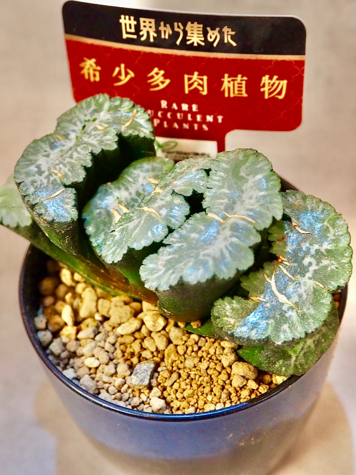 引き取り割引あり　ハオルチア 玉扇 ハオルチア玉扇“天使の翼”(6/28撮影)現物 | BB Plants Store