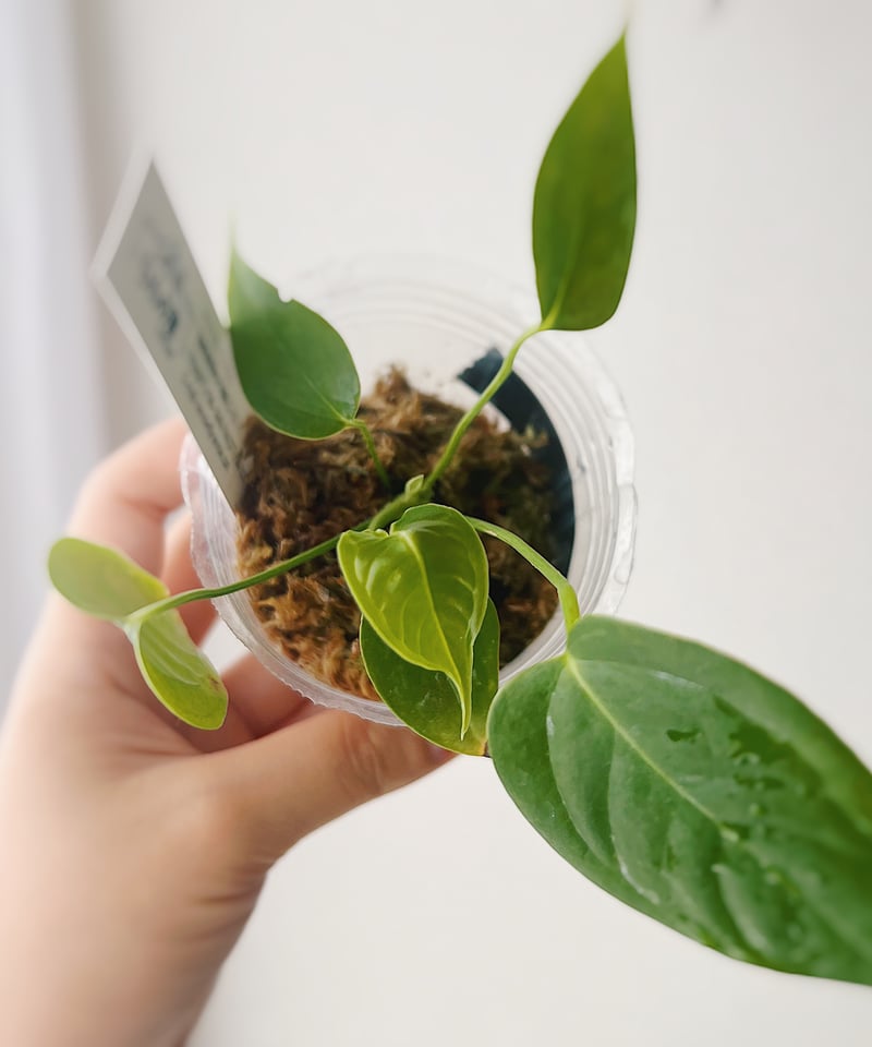 アンスリウムベイチー①(7/4撮影)現物販売 | BB Plants Store