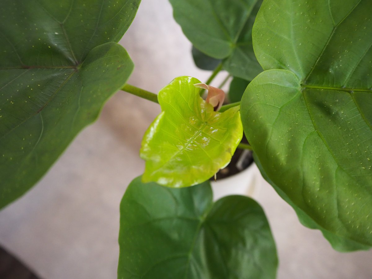 フィカス ウンベラータ(6/18撮影) | BB Plants Store