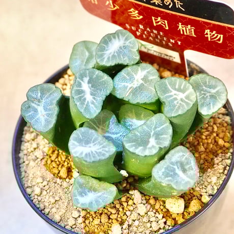 ハオルチア万象 | STORES