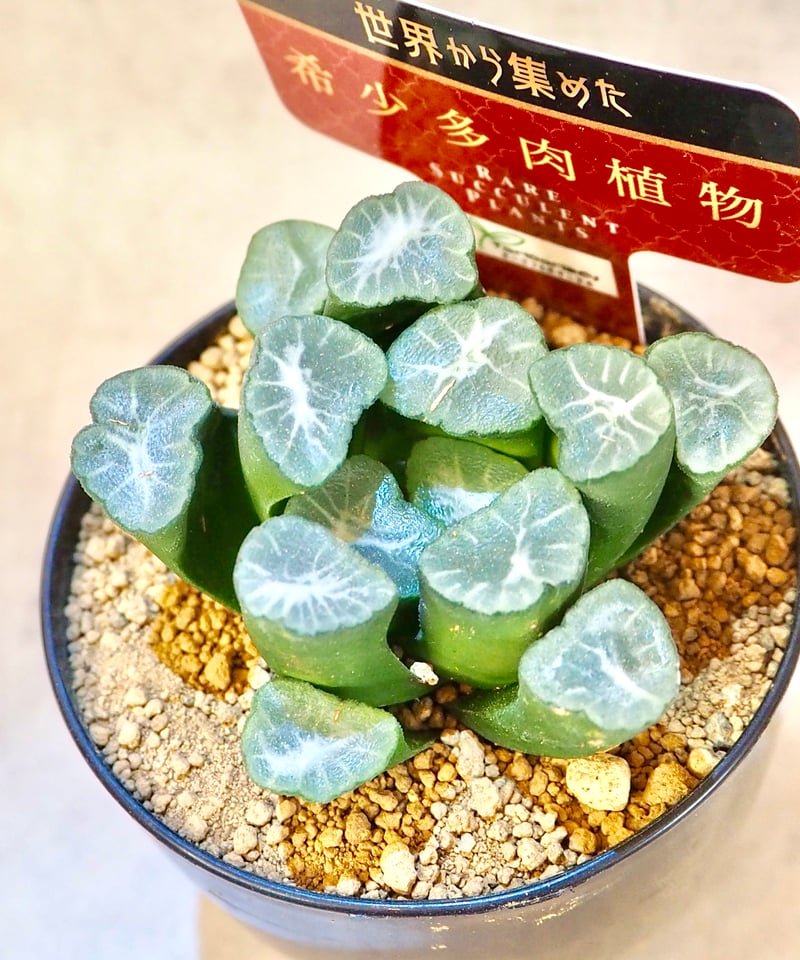 ハオルチア万象“大窓鳳凰”(6/28撮影)現物 | BB Plants Store